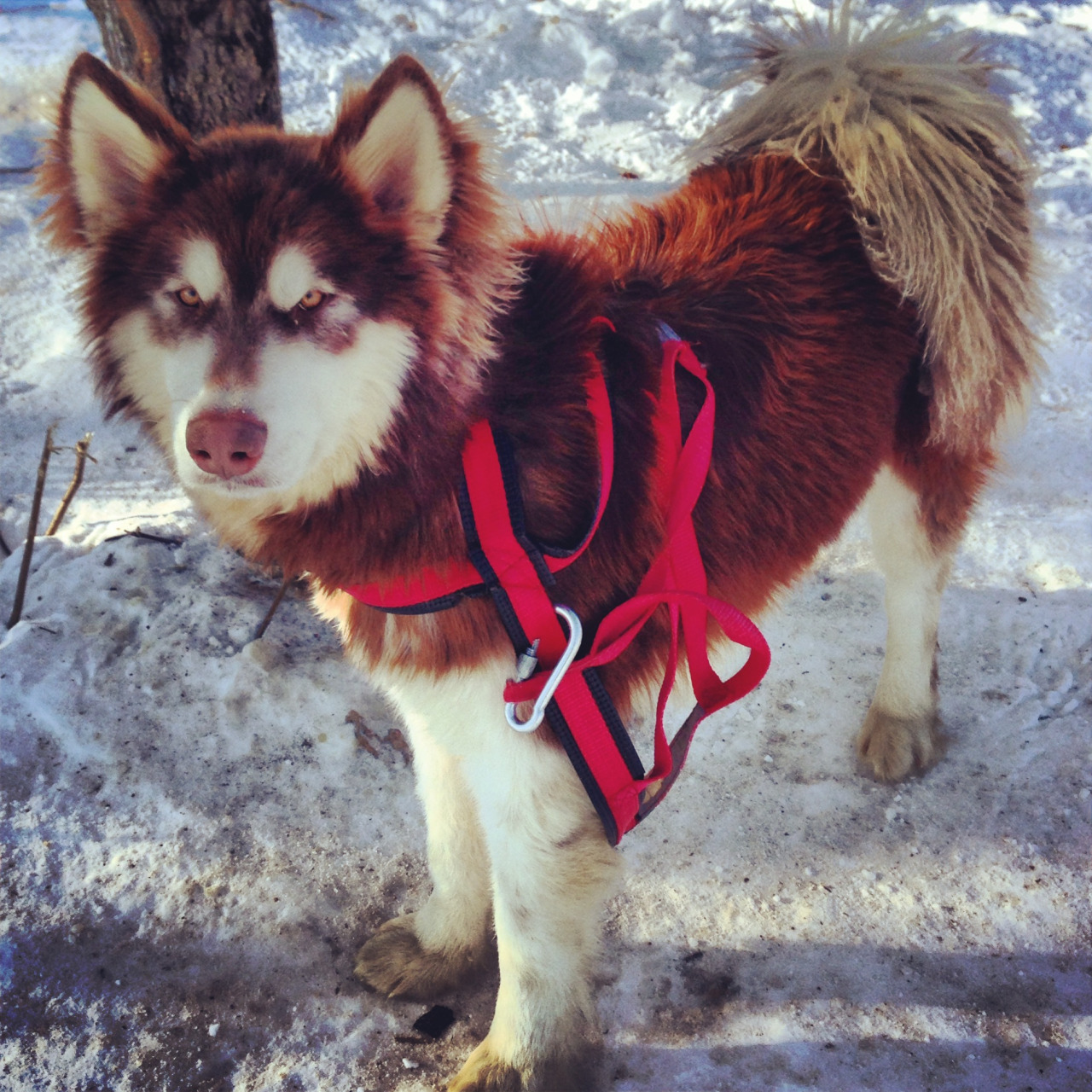 Saw a bunch of beautiful Huskies around the area