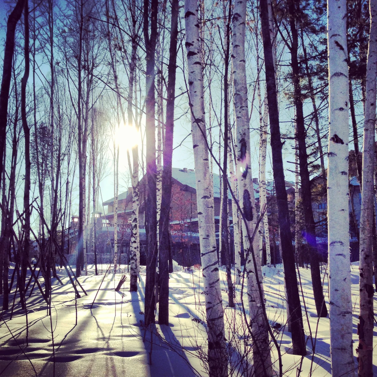 Trees & sunshine