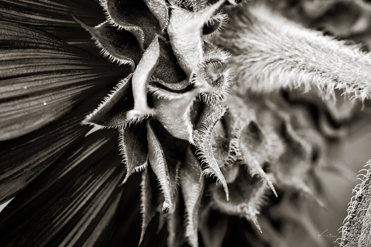 Bluemchen by kgb 2017-5.jpg