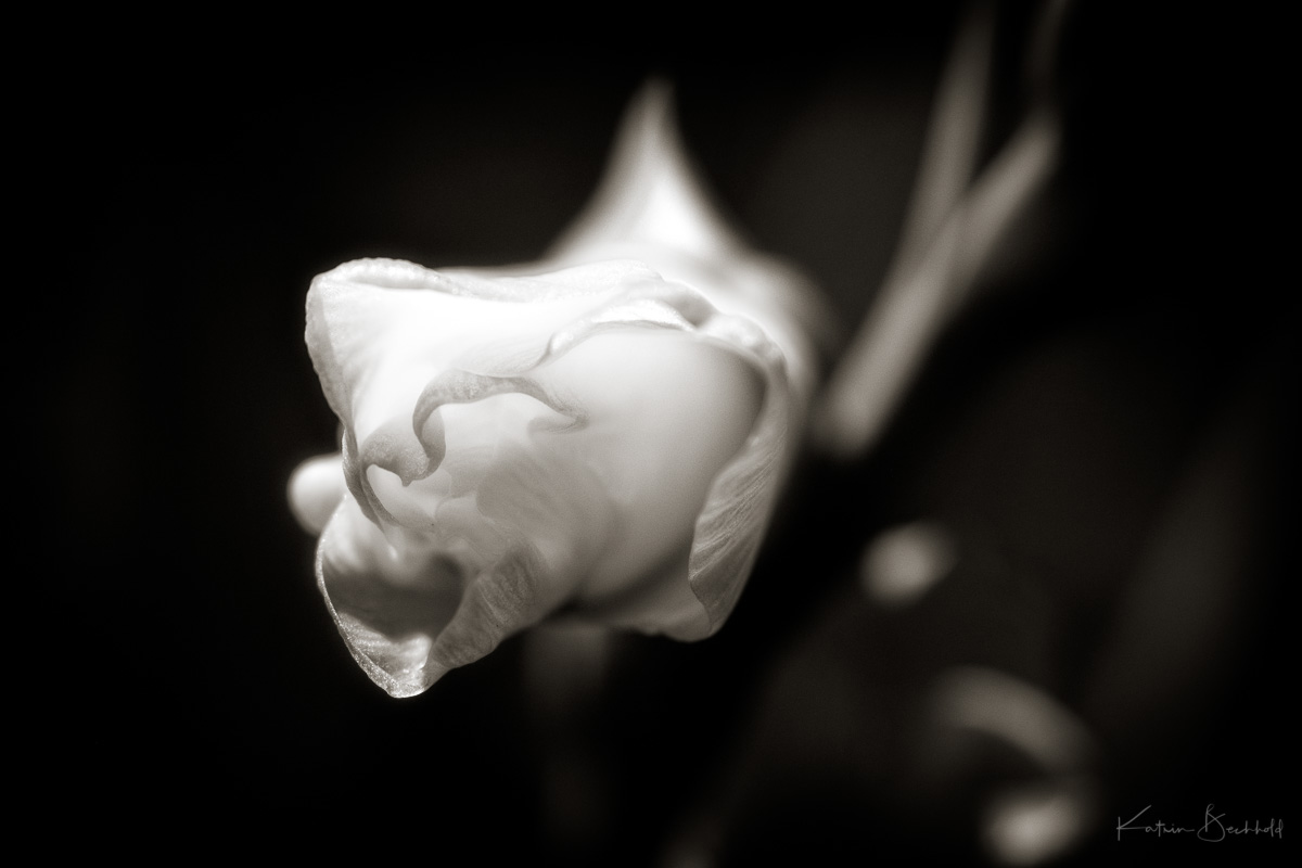 Bluemchen by kgb 2017-6.jpg