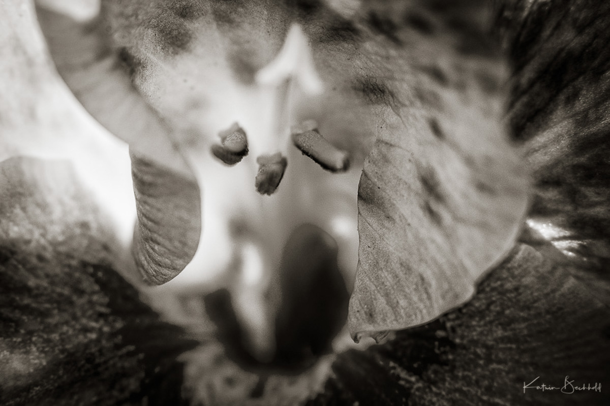 Bluemchen by kgb 2017-2.jpg