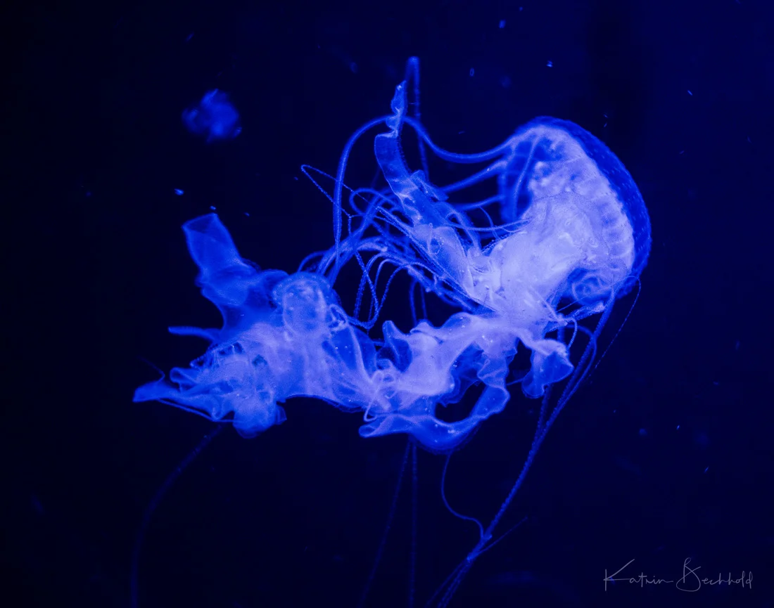 Malayen Qualle - Malaysian jellyfish