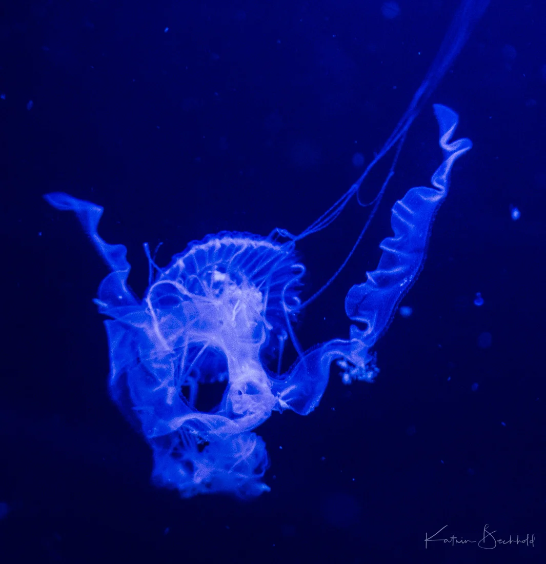 Malayen Qualle - Malaysian jellyfish