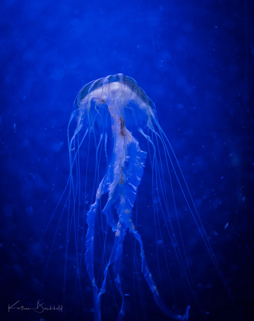 Pazifische Kompassqualle - Japanese Sea Nettle