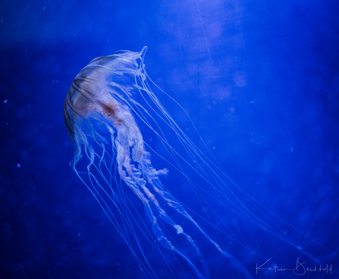 Pazifische Kompassqualle - Japanese Sea Nettle