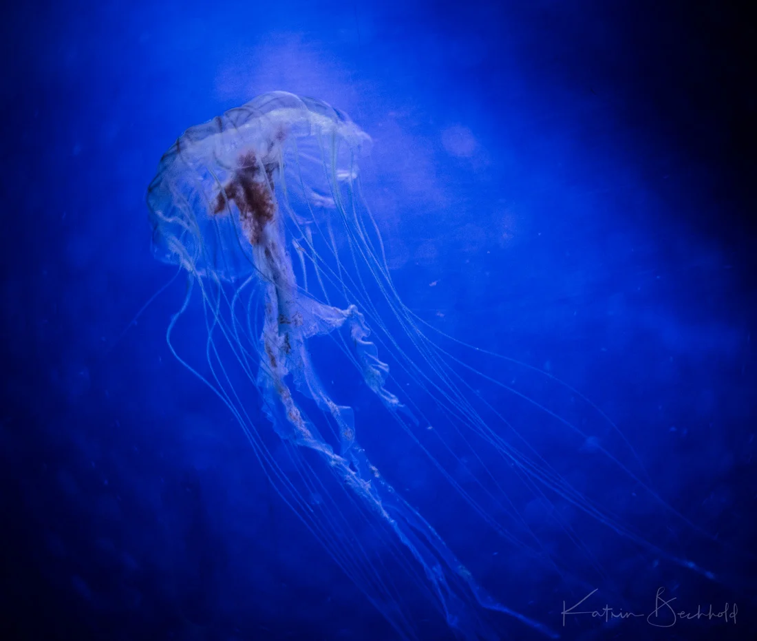Pazifische Kompassqualle - Japanese Sea Nettle