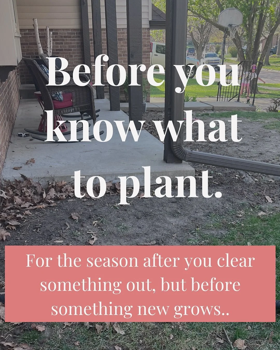 One fall, I finally had the massive yews that had taken over the front of my house pulled out. 

They were towering and dense&mdash;swallowing the view from our porch and making the whole front yard feel heavy and overgrown.

I didn&rsquo;t know exac