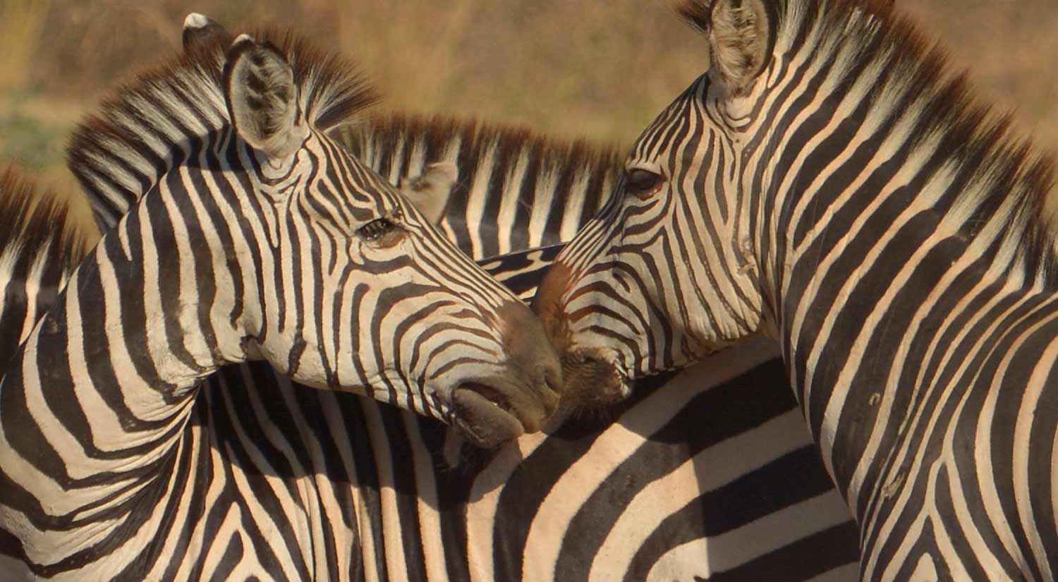 Crawshay's Zebra, South Luangwa.