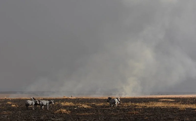 Zebras_at_burning.jpg