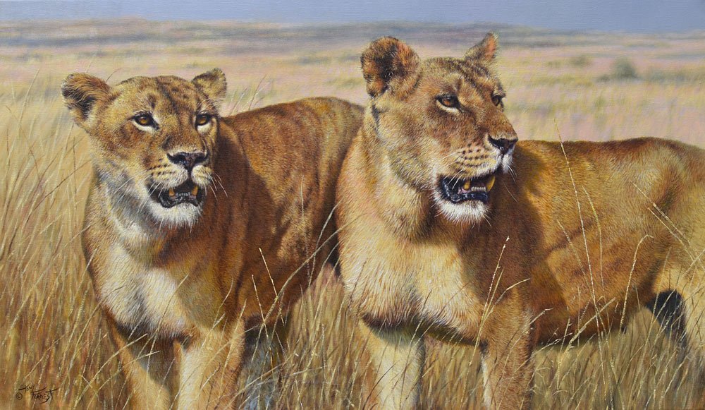 Lioness, Maasai Mara 40 x 24 inch