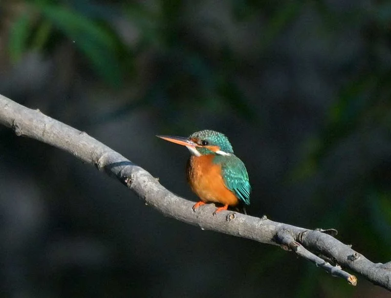 Kingfisher