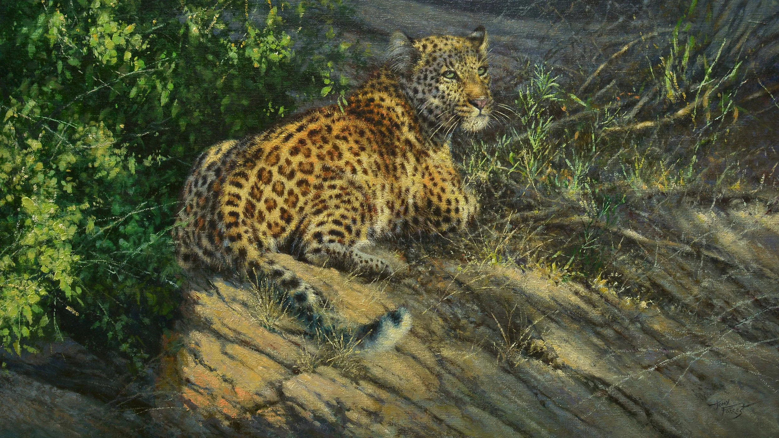 Leopard