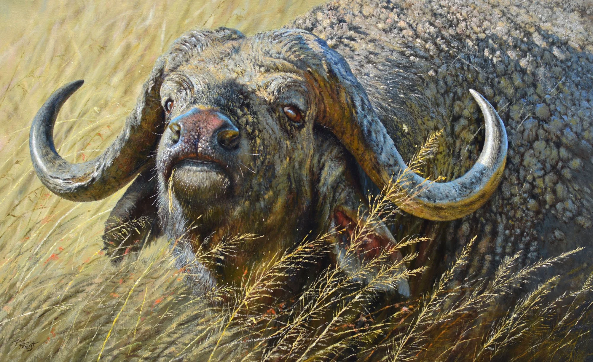 Buffalo