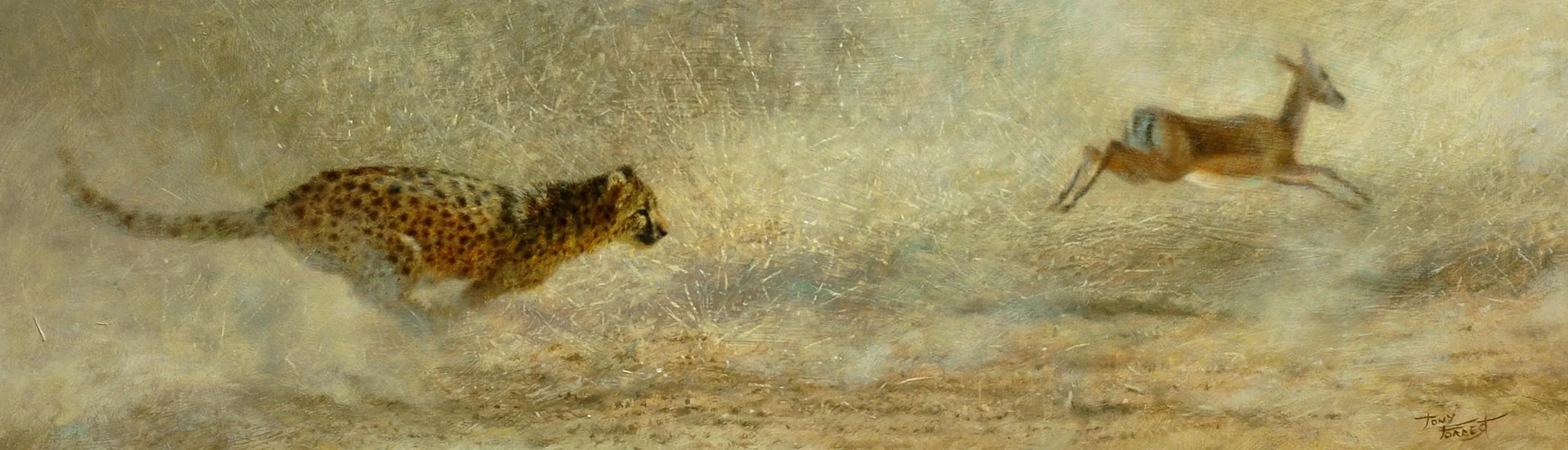 Cheetah Chase