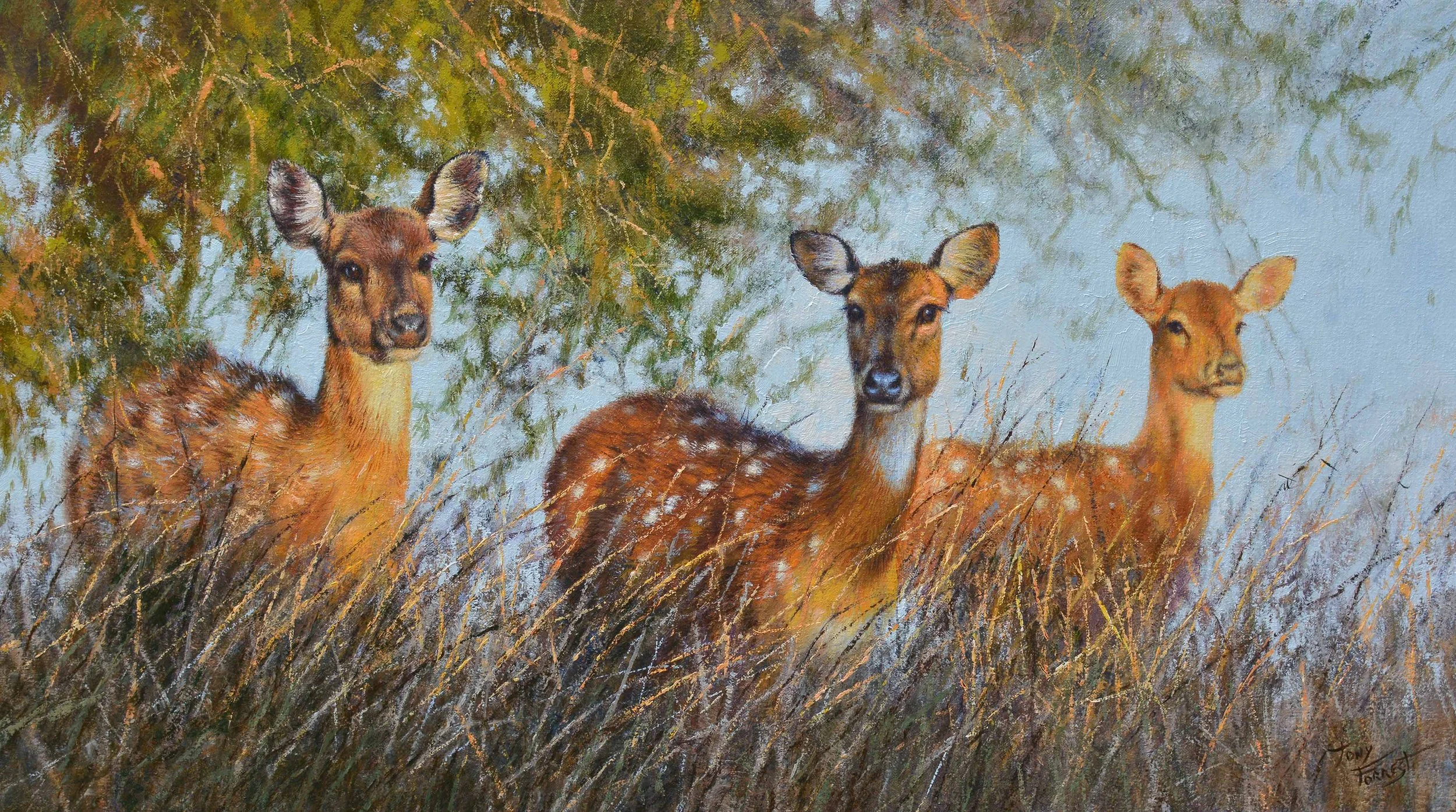 Chital, Ranthambore
