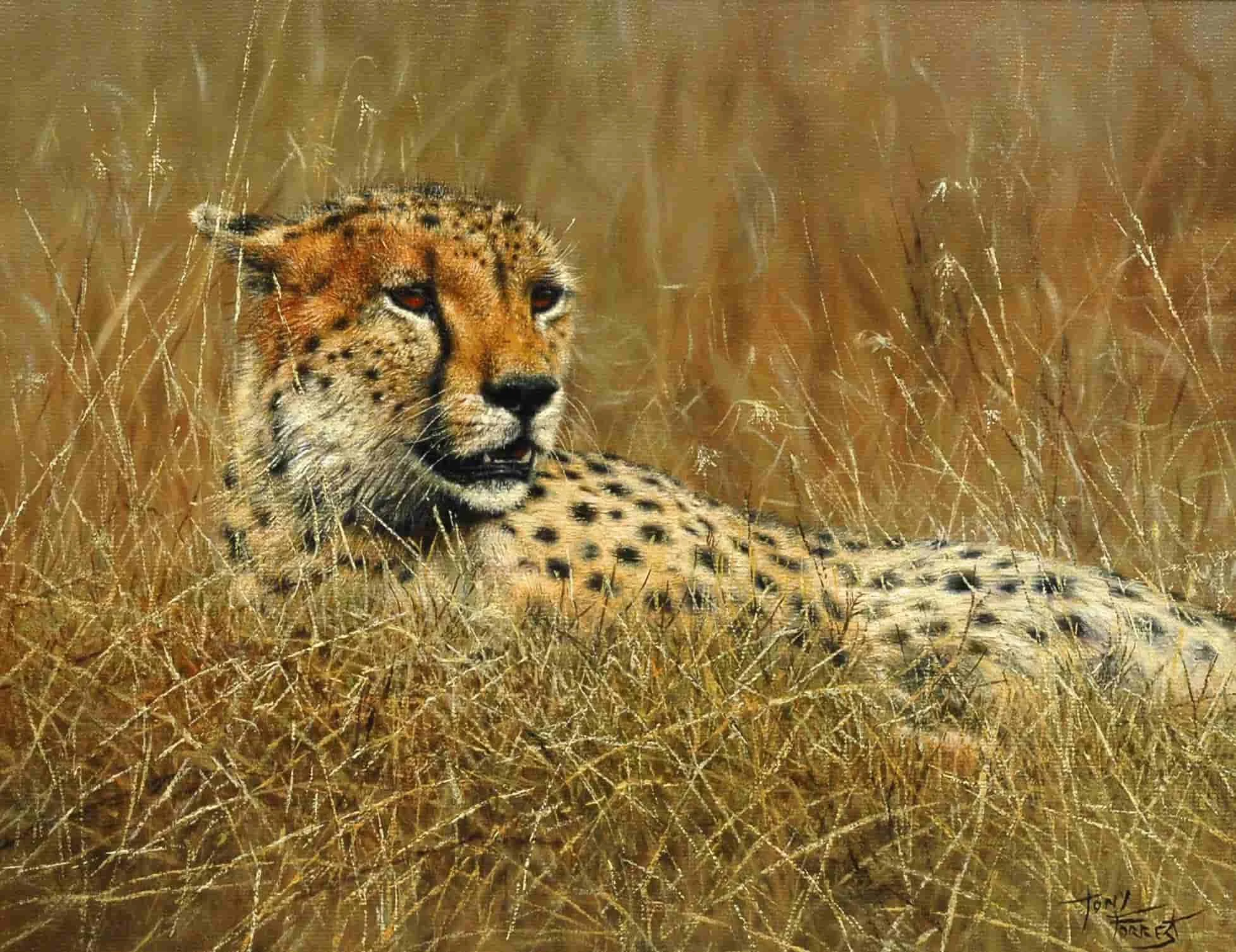 Cheetah