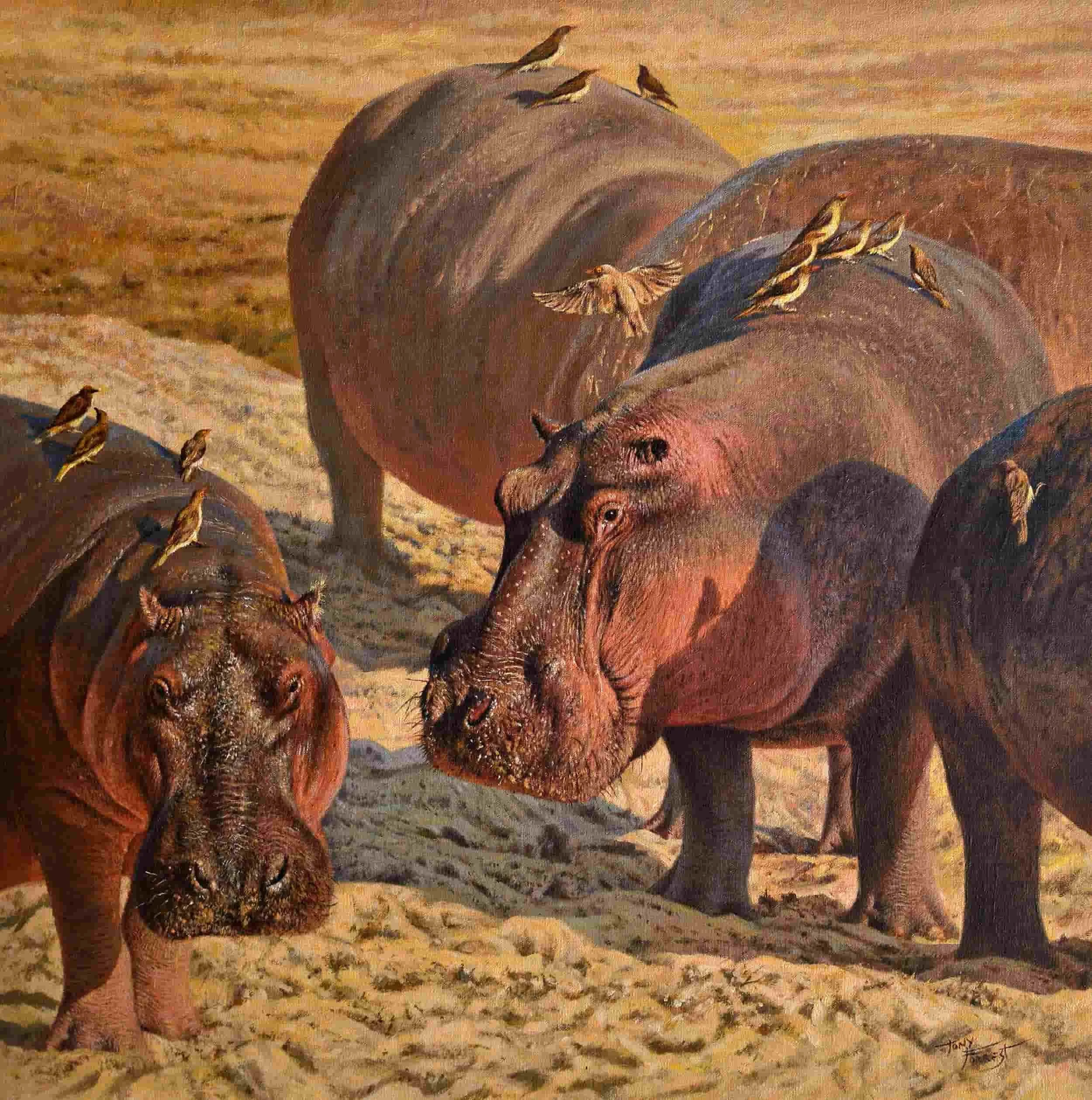 Flight of the Oxpecker
