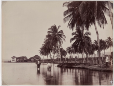 J.W Cleary, Coconut Palms, Kingston Harbour, ca 1895