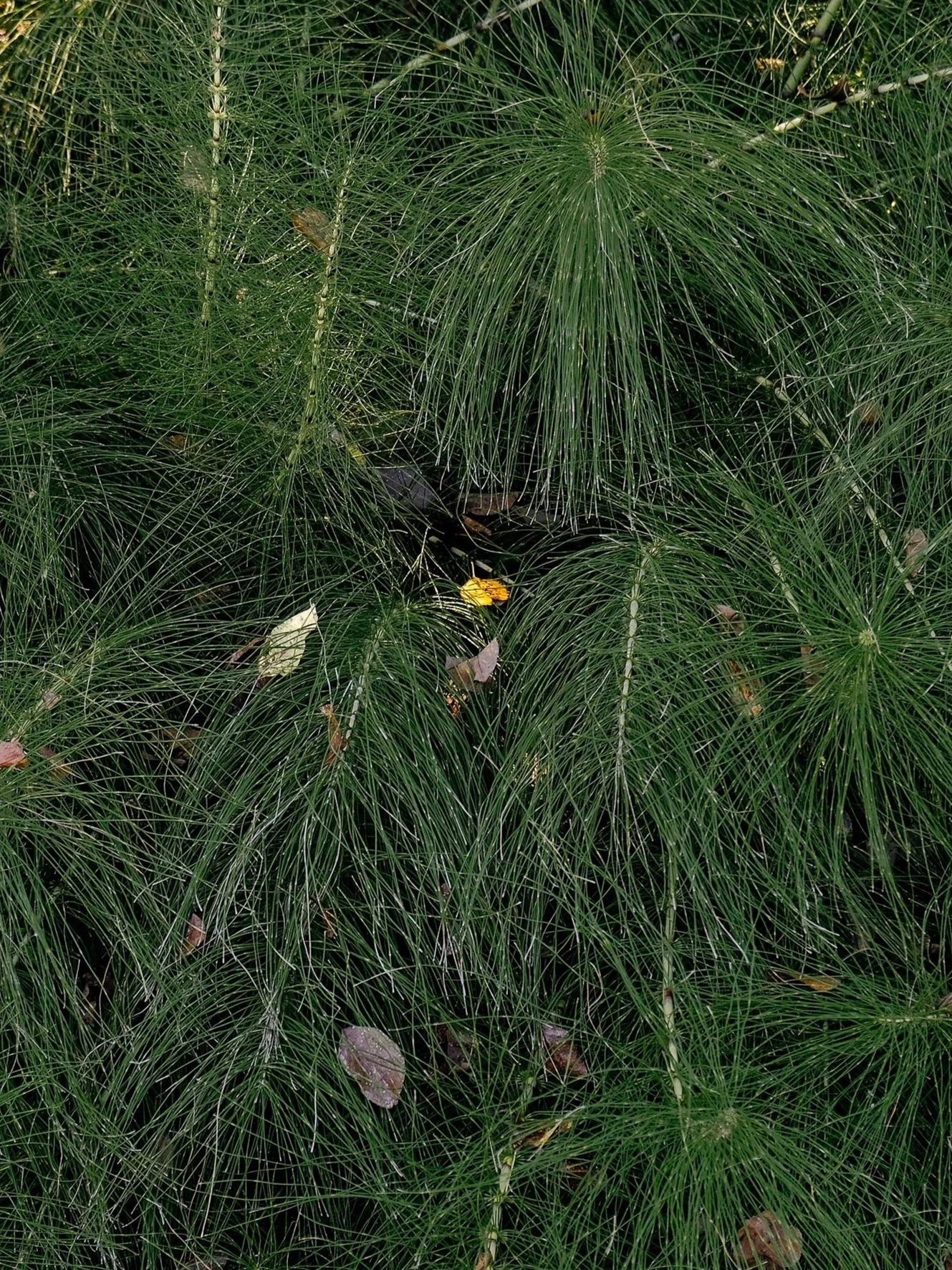 DSCF9903.jpg