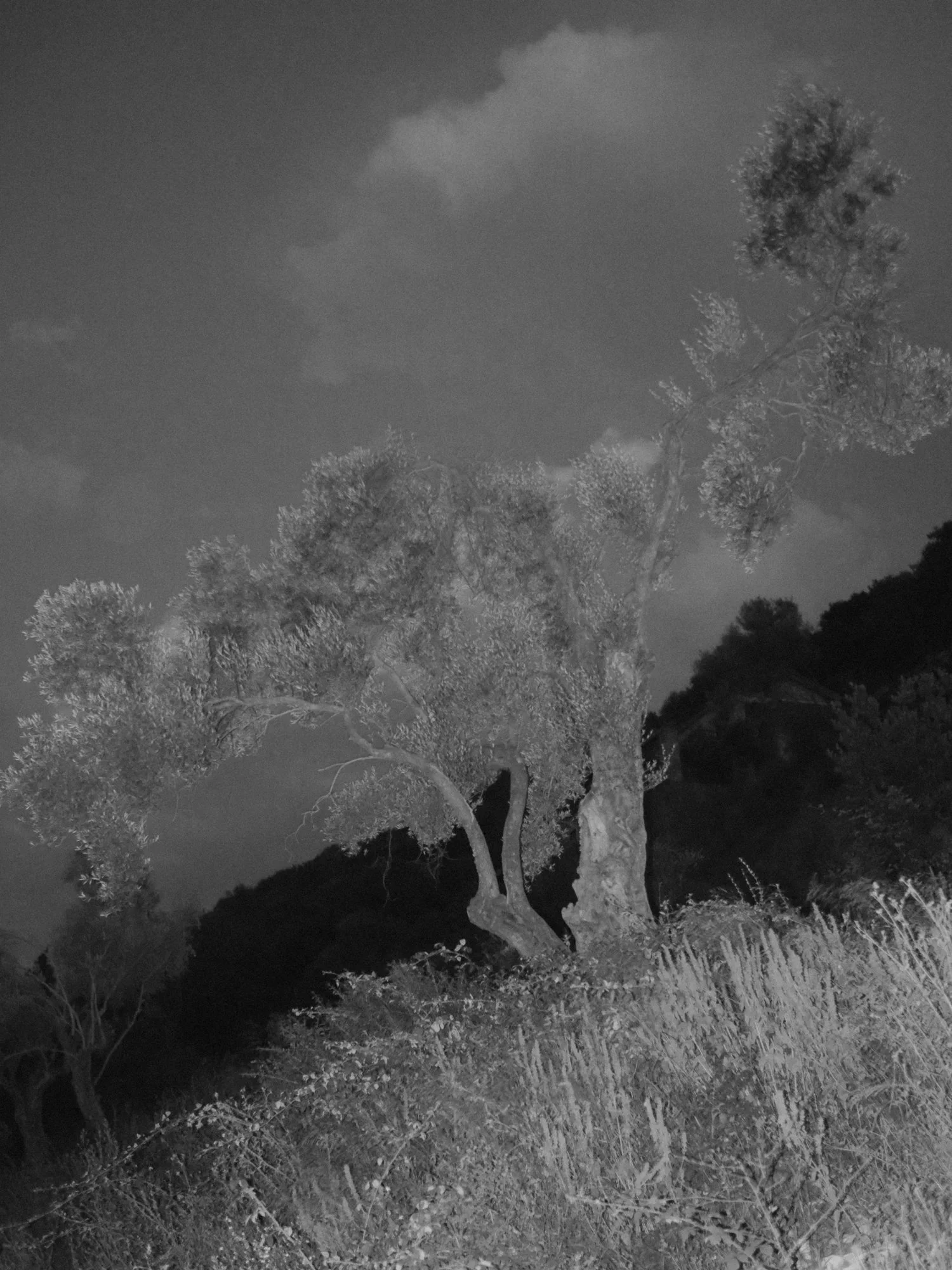 _DSF5477.jpg