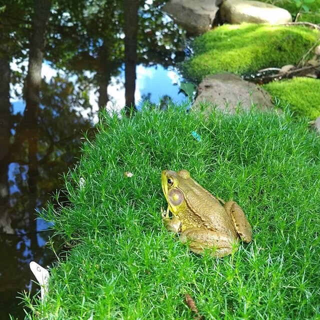 Good day to chill by the water.

#nofilter #frog #summer #farmlife