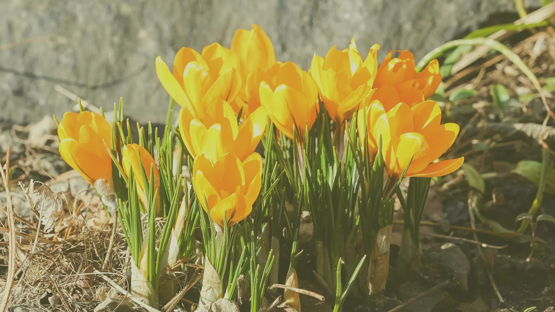 ccsaspring copy1.jpg