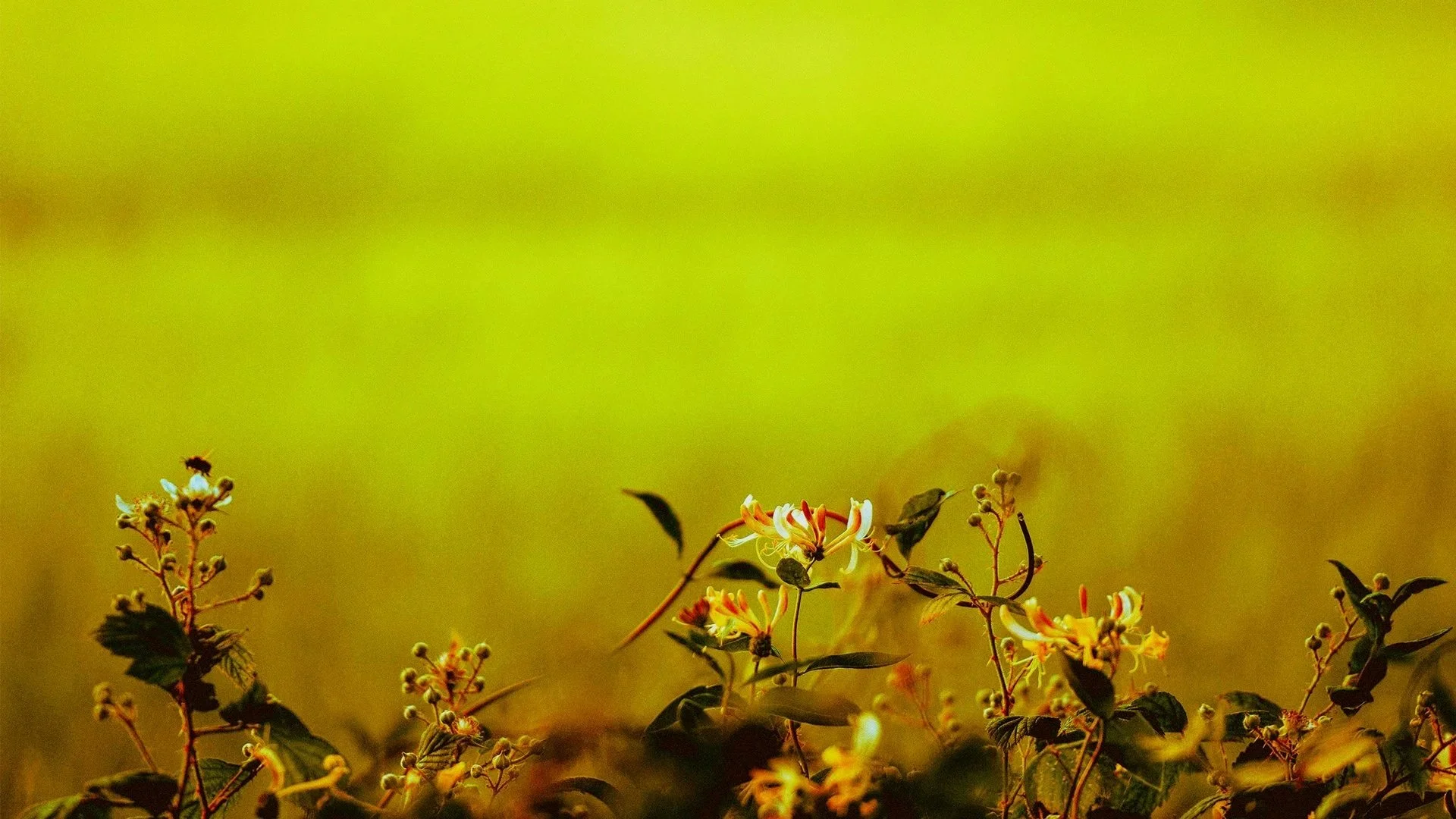 bannerhome-1 copy.jpg