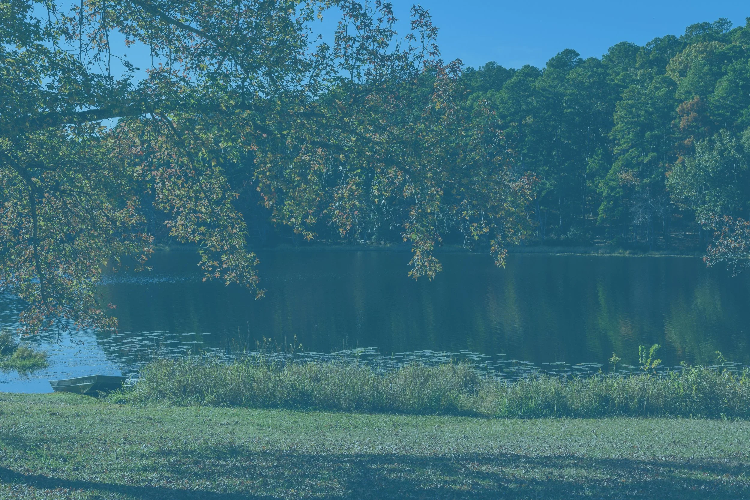 falltx copy.jpg
