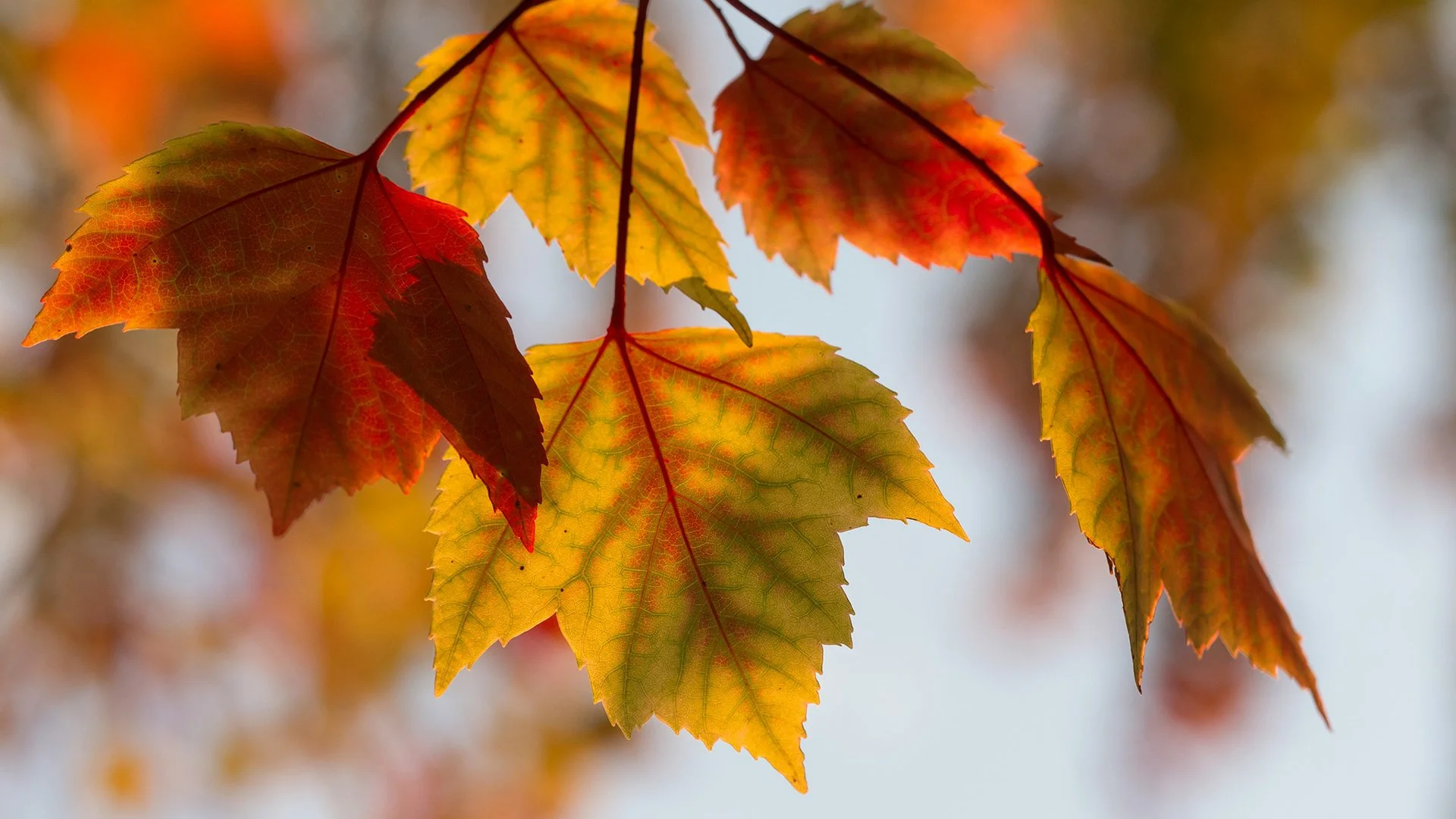 autumn copy.jpg
