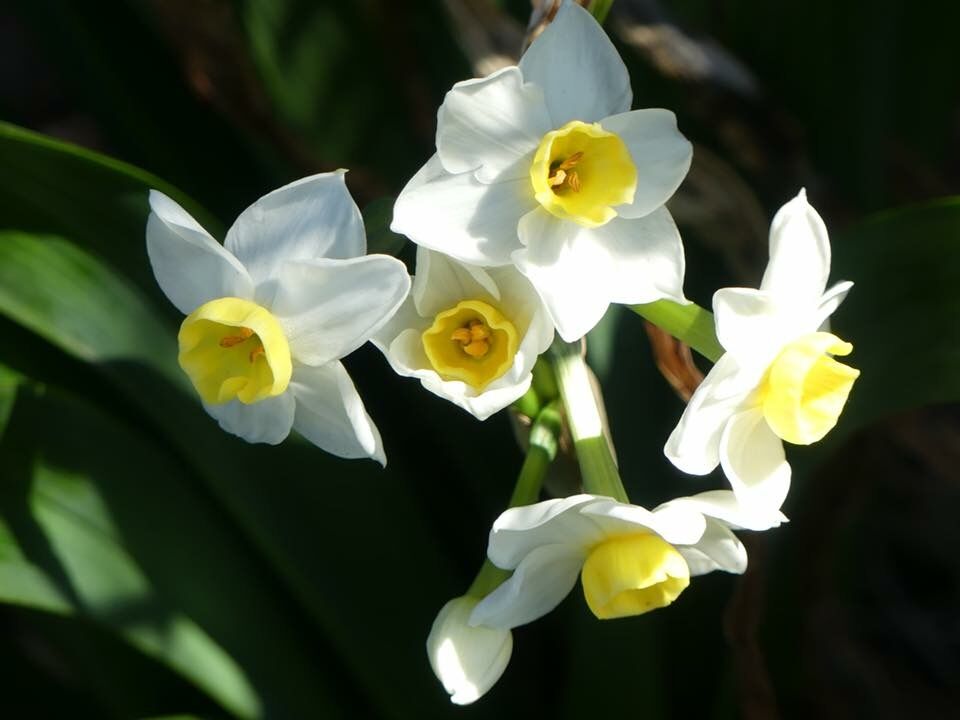 floral 4.jpeg