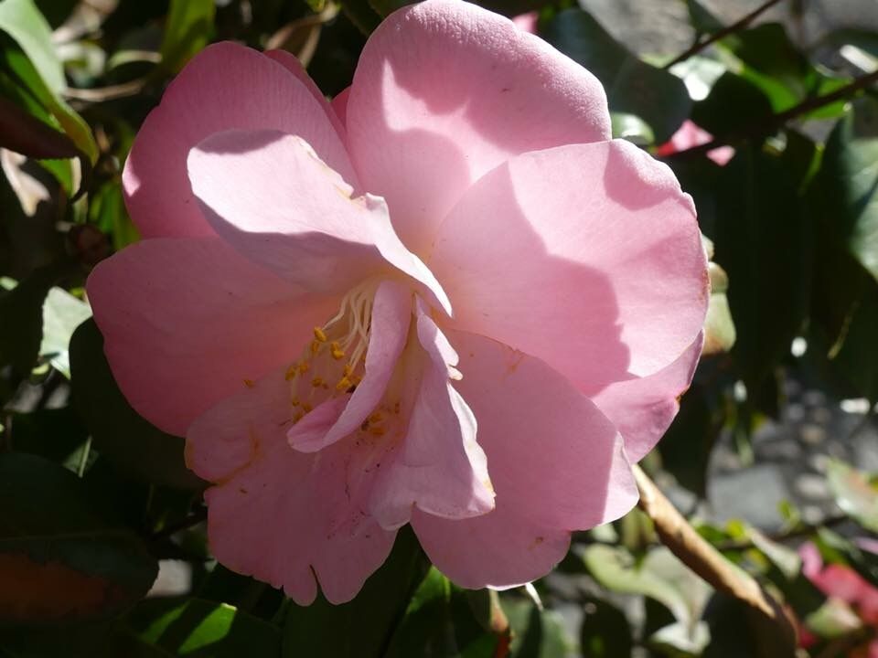 floral 5.jpeg