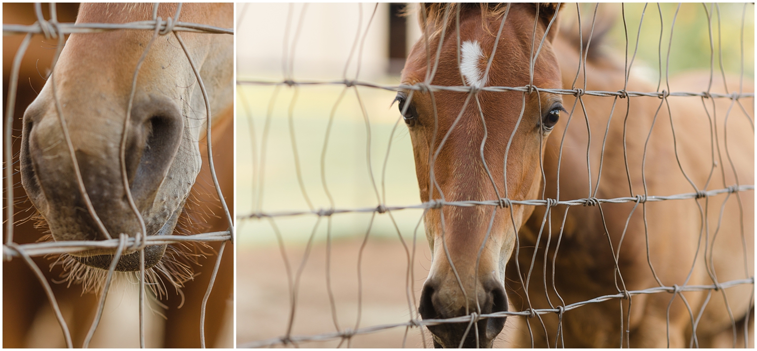 curious foal by Oklahoma Horse Photographer Rachel Griffin Photographer