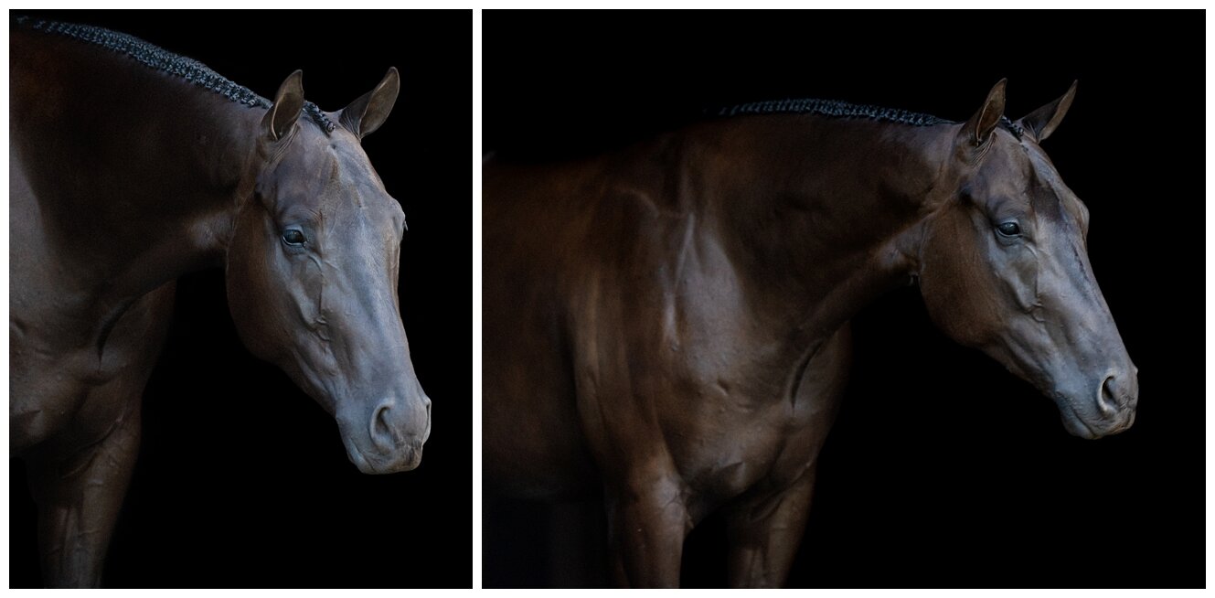 Hubbout A Shoutout, AQHA Hunter Under Saddle prospect by Hubba Hubba Huntin. Equestrian Portrait Session in Edmond, Oklahoma. Horse and Rider Posing. Equine Fine Art. Hunter Horse. All Around Prospect. Senior Portraits.