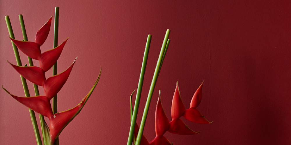 Madder Red: Colour of the Year 2016 from Asian Paints Colour Next