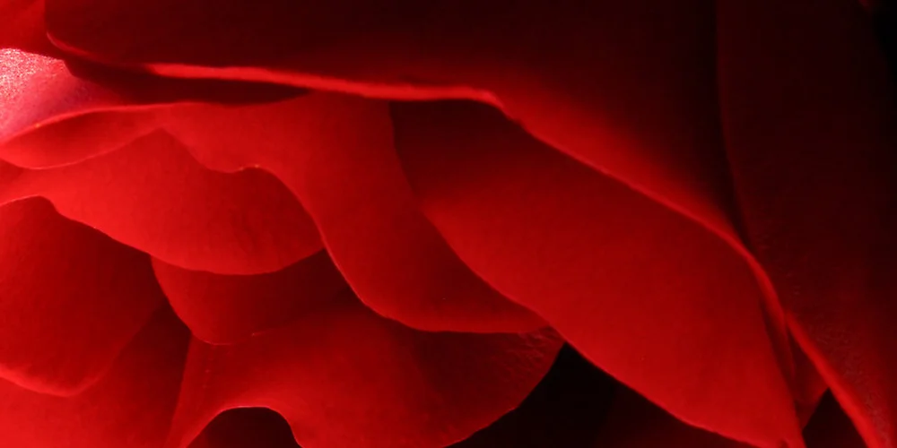 Red02.jpg
