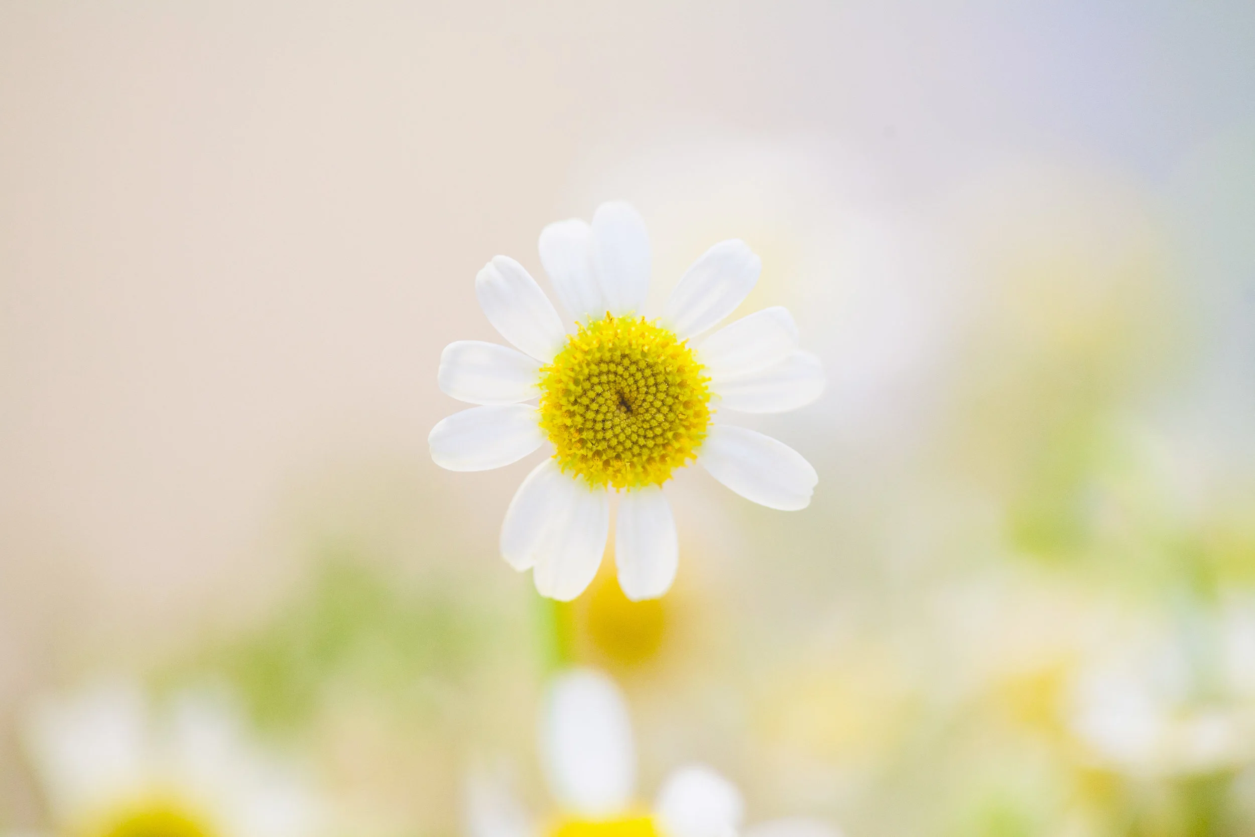 chamomile