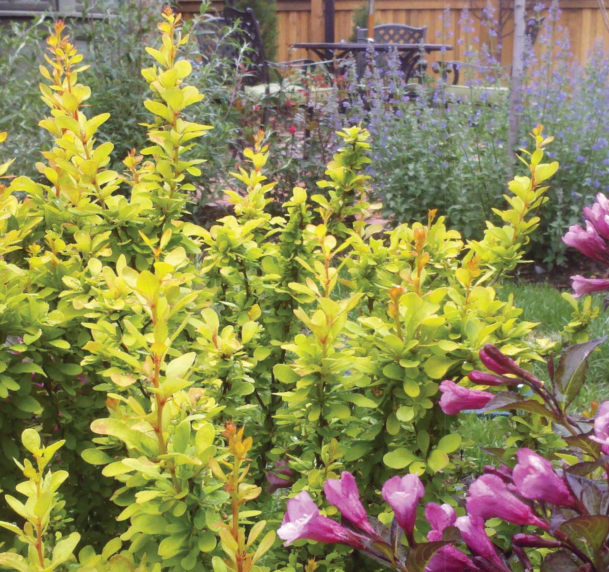 Planting texture in front of breakfast patio