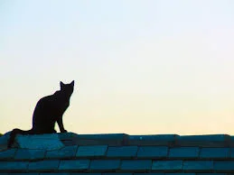 CAT ON A HOT TIN ROOF