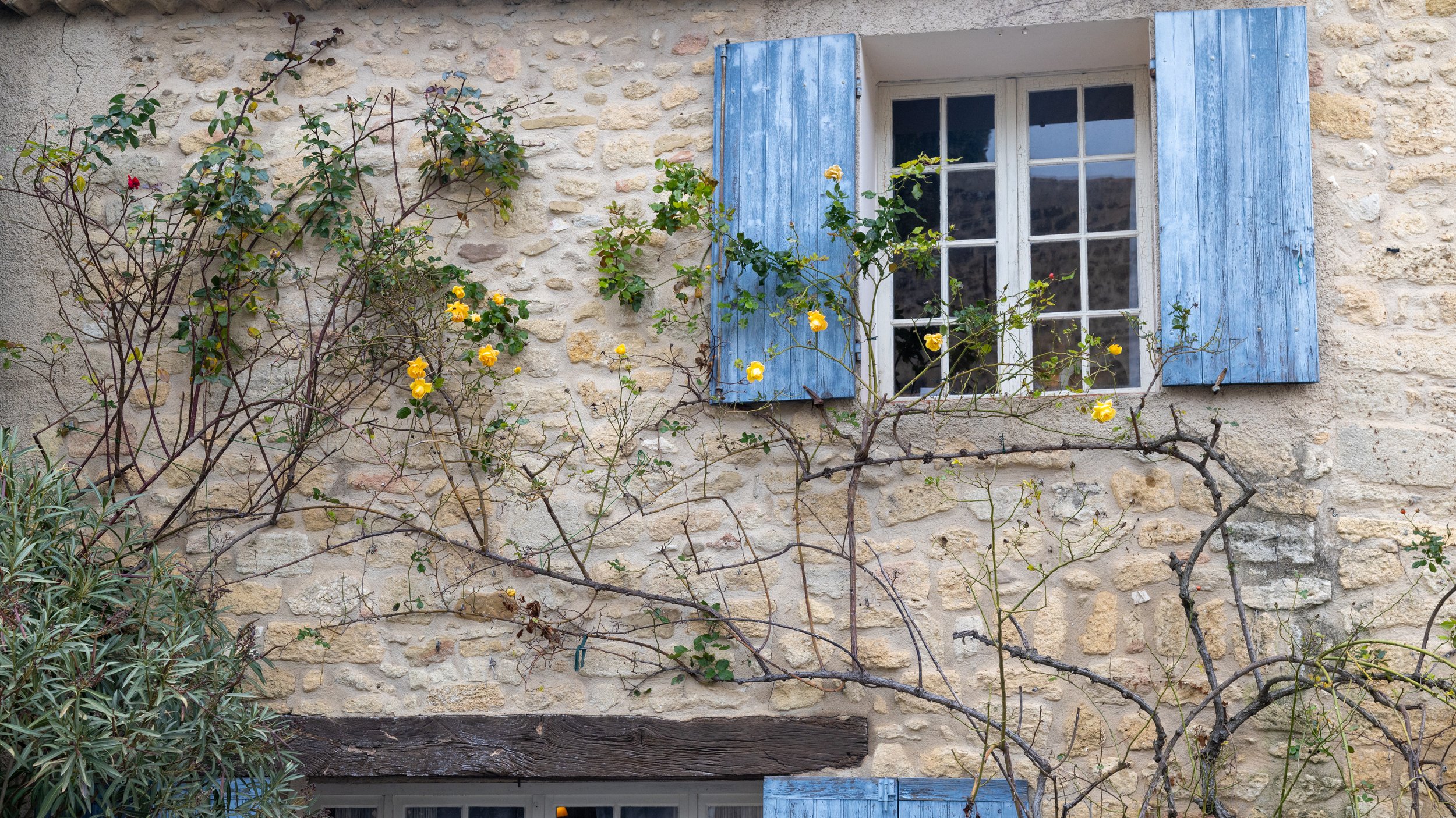 Cucuron - Christmas Roses 