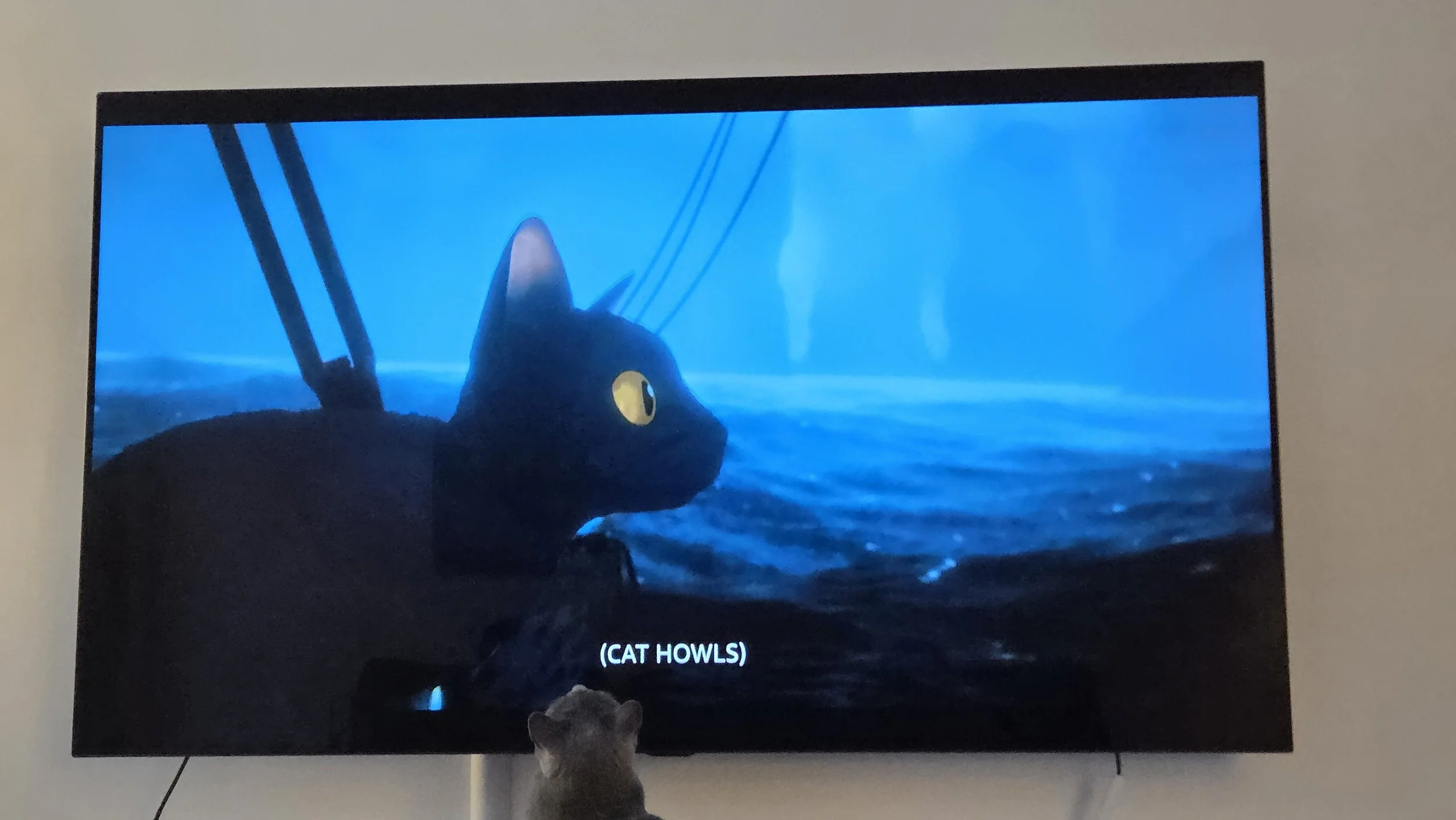 CAT TV