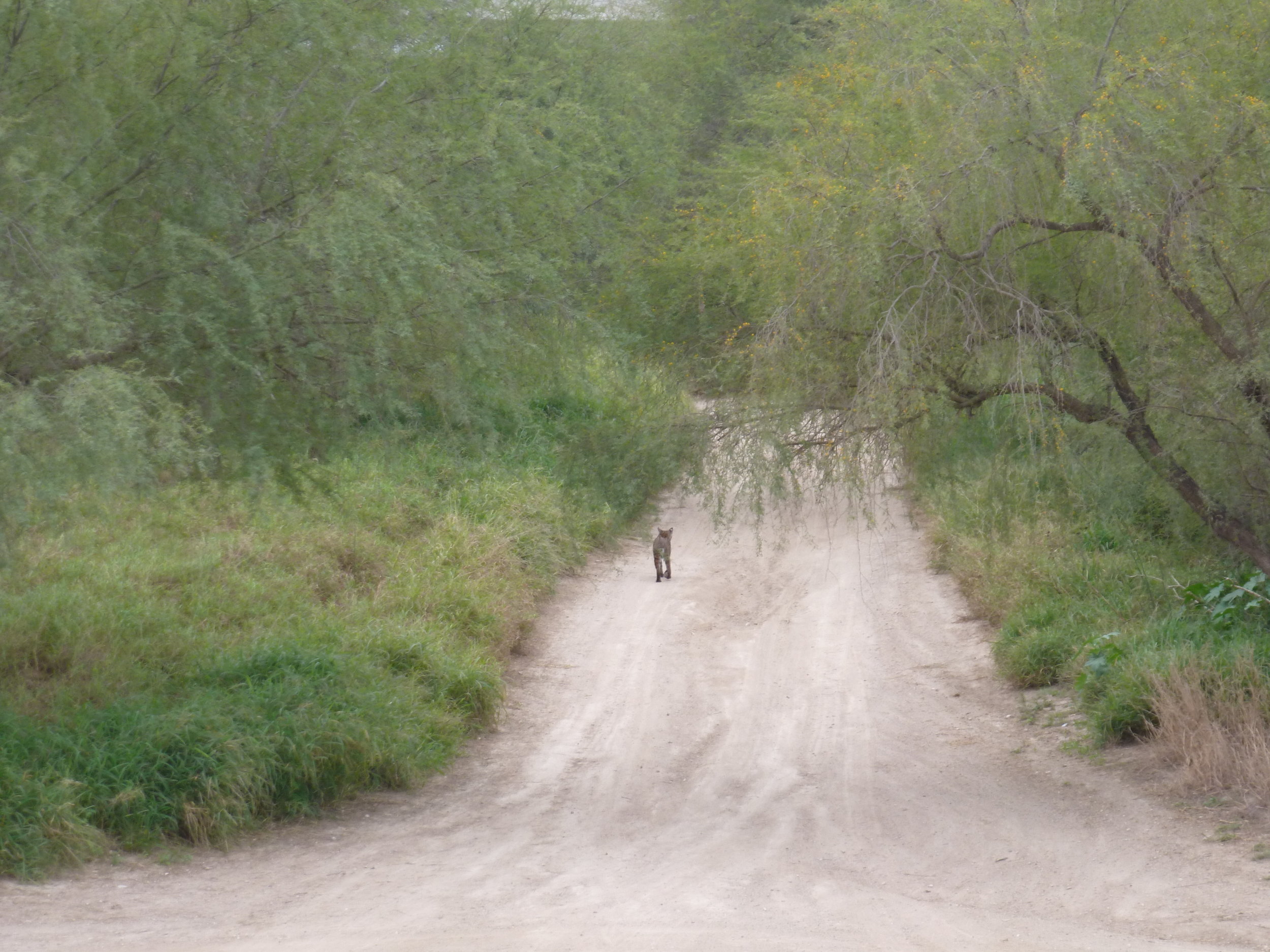 Bobcat near Hidalgo border fence Photo Radhika Subramaniam.jpg