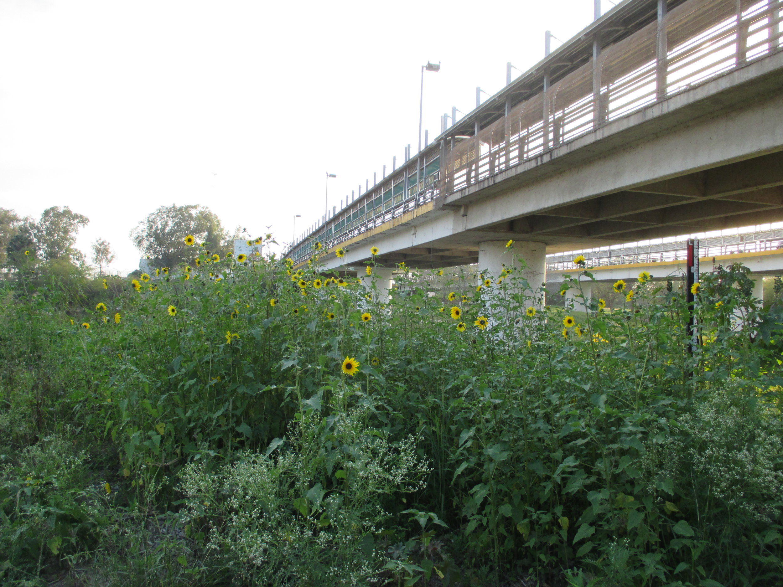 6_Brownsville sunflowers border ped bridge.jpg