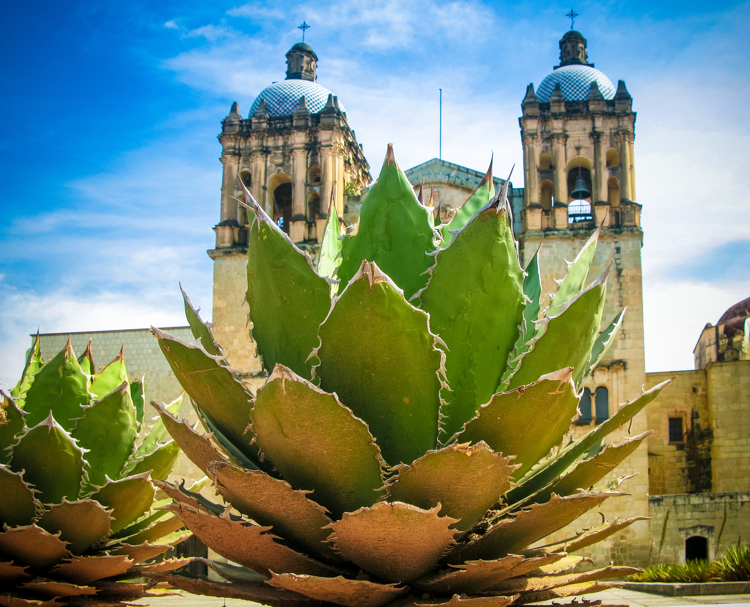 View to Oaxaca cathedral with agave plant Mexico
