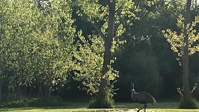 Emu captured!  Watch the videos for a good laugh tonight...
.
.
.
#Farm #FarmLife #Emu #Emus #StrongBirds #EmuWhisperer #GoldenPigeon #Pigeon #Pigeons #Niagara #NiagaraFalls #NiagaraPeninsula