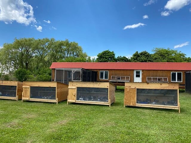 Beautiful day - go to our Facebook page to see some great videos from today at our loft!
Facebook: Rick Fyfe
#Farm #FarmLife #Pigeon #Pigeons #PigeonLife #GoldenPigeon #Niagara #NiagaraFalls #OLR #OneLoft #OneLoftRace #OneLoftRacing #PigeonRace #Pige