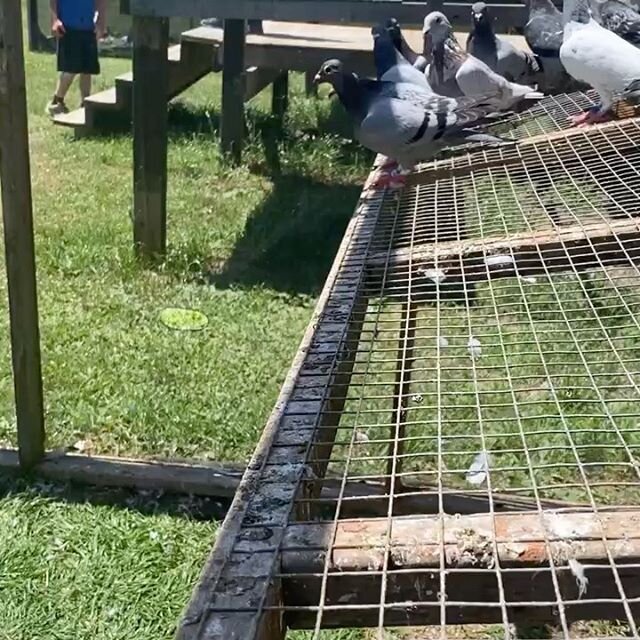 Happy Father&rsquo;s Day to all dads!  The birds were loving the bath today...👍
.
.
.
#Pigeons #Pigeon #OLR #OneLoft #OneLoftRace #OneLoftRacing #GoldenPigeon #PigeonRace #PigeonRacing #Niagara #Farm #FarmLife #NiagaraFalls #NiagaraPeninsula #Niagar