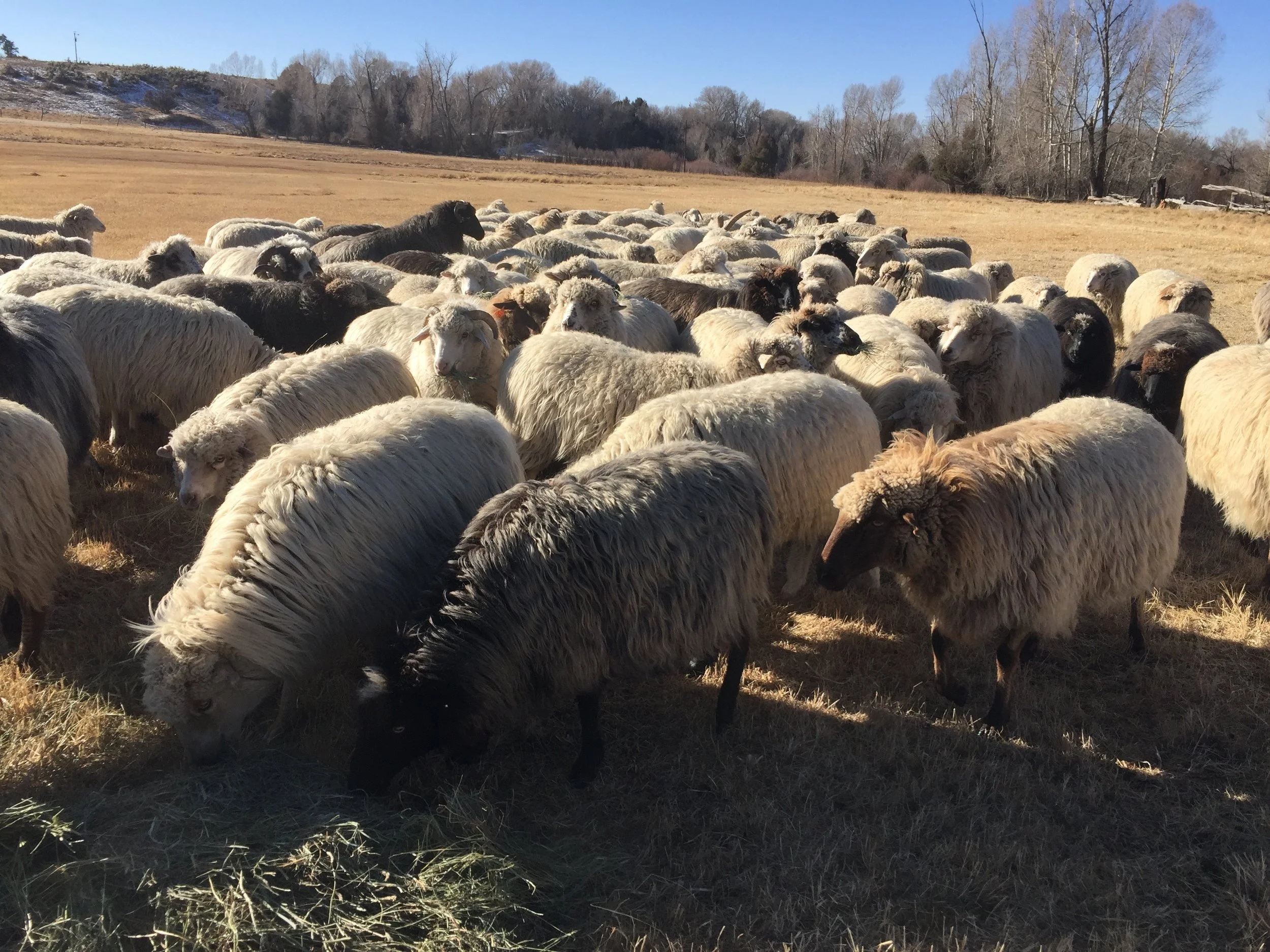 This is the Navajo/Churro flock in a separate pasture.