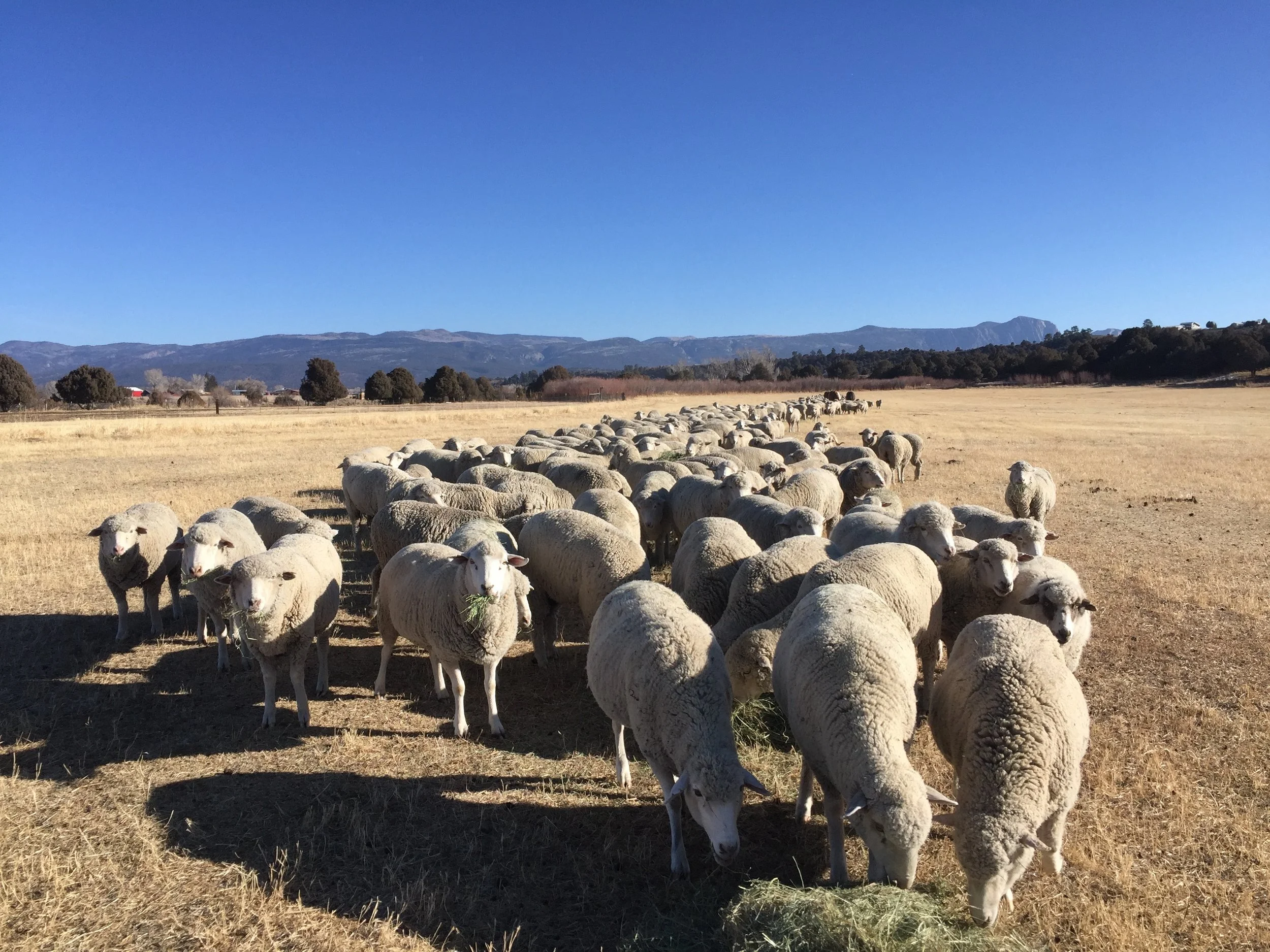 Rambouillet ewes