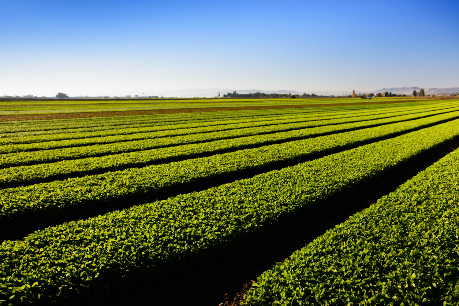 fields_lettuce_organic.jpg