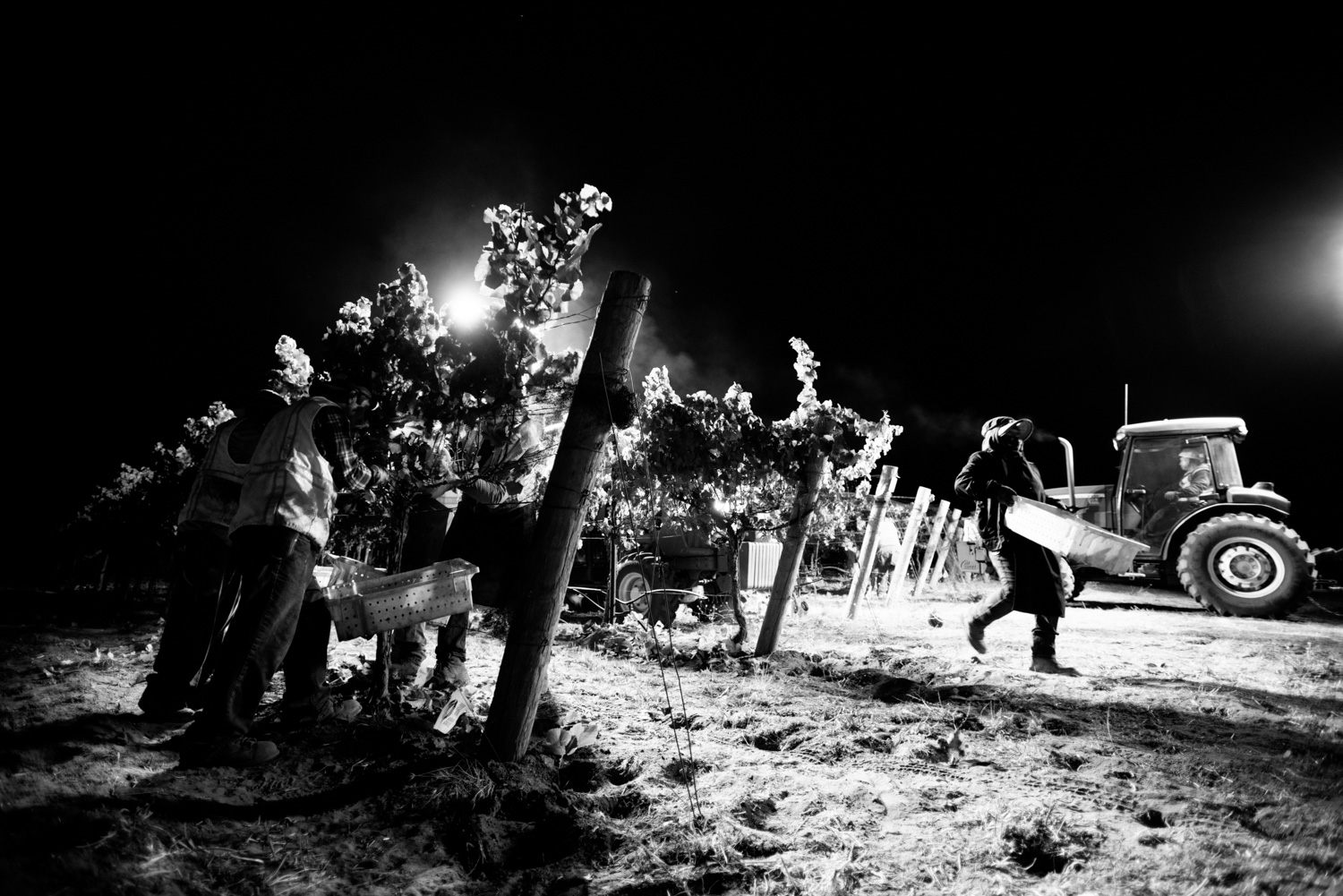 grape_harvest_winery_vineyard.jpg